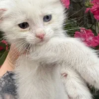 دنبال ماده هستم نژادار