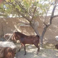 دوبر بزغاله نر . پاکستانی