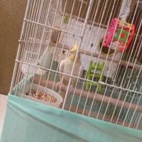 عروس هلندی نرلوتینو2ساله بالغ|پرنده|کیش, |دیوار