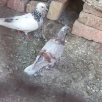 کبوتر