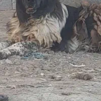 نر نگهبان