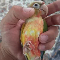 گرینچیک گم شده