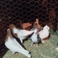 بلژیکی سفید موشی فر|پرنده|یزد, |دیوار