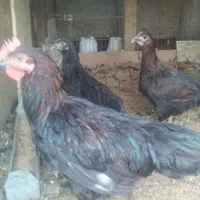 مرغ محلی دمه تخم کرچ شو با ارسال