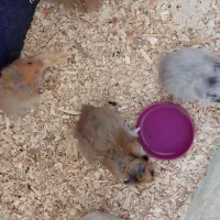 همستر کمپل|موش و خرگوش|خرمآباد, |دیوار