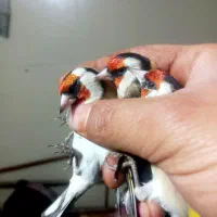 سهره|پرنده|تویسرکان, |دیوار