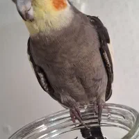 عروس هلندی گمشده