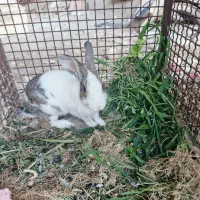 خرگوش خانگی