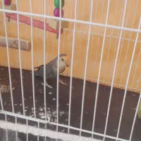 کوتوله برزیلی نر|پرنده|فردوس (خراسان), |دیوار