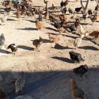 مرغ تخم گذار محلی