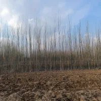 فروش عمده نهال صنوبر سرمایه گذاری پرسود|خدمات باغبانی و درختکاری|پلدختر, |دیوار