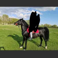 اسب نر عرب اصیل