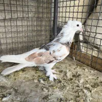 تعداد هفت کفتر هما سرور ابلغ شازده کاکلی پاپر