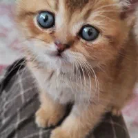 گربه بریتیش چینچیلا اصیل
