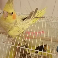 5 تا عروس هلندی بسیار زیبا|پرنده|کاشان, شهرک خاتم الانبیا (مسکن ملی کاشان)|دیوار