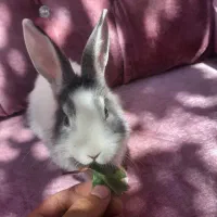 خرگوش اهلی|موش و خرگوش|سهند, |دیوار