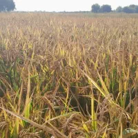 برنج عنبربو تیلکی|خوردنی و آشامیدنی|گتوند, |دیوار