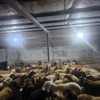 فروش گوسفند داشتی و آبستن و شیر کر