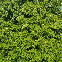 فروشگاه کشاورزی همه چیز برای رشدوتقویت محصولات شما|خدمات باغبانی و درختکاری|دوگنبدان, |دیوار