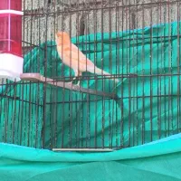 قناری‌نر‌مست