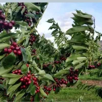 گیلاس لاپینز آمریکایی