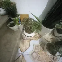 گل طبیعی|گل و گیاه طبیعی|شیراز, کفترک|دیوار