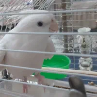 عروس هلندی مولد هم فروش و معاوضه با ساعت می بند ۹