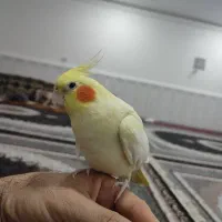 عروس لوتینو زعفرانی خوشگل وسرحال