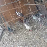 کفتر رنگی والمانی|پرنده|سمنان, |دیوار