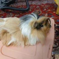 خوکچه هندی فشن اصیل