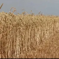 گندم امسال