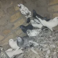 کبوتر جفت|پرنده|سجاس رود, |دیوار