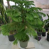 گل آپارتمانی