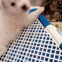 پامر کراس نر