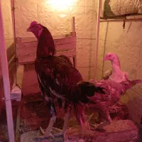 خروس لاری اوشاملو با سه تامرغ تخم گذار