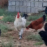 خروس برهما