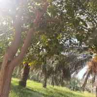 نیروی خرما جمع کن