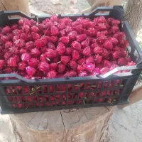 فروش چای ترش تازه در تهران