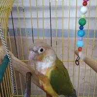 طوطی گیرین چیک آناناسی|پرنده|هشتگرد, هیو|دیوار