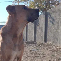 سگ سرابی گله ای نر