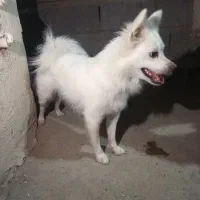سگ پامر|سگ|رودان, |دیوار