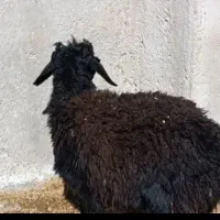 بره 28کیلو|حیوانات مزرعه|قزوین, |دیوار