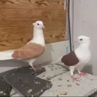 کفترپاپرلی اوجا|پرنده|شاهین‌شهر, عطار|دیوار