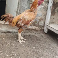 مرغ و خروس لاری