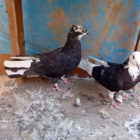 کفتر|پرنده|ساوه, |دیوار