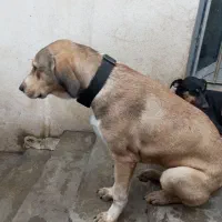 واگذاری سگ دو رگ ماده فوق العاده باهوش رایگان