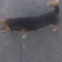 سگ خارجی پا کوتاه