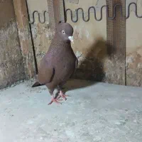 مادها اماده به جفت|پرنده|بجنورد, |دیوار