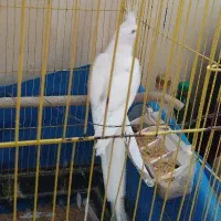 طوطی البینو سفید نر|پرنده|علی‌آباد کتول, |دیوار