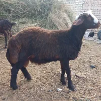فروش فوری بره قوچی اصیل وذات دارضمانتی.|حیوانات مزرعه|فریمان, |دیوار